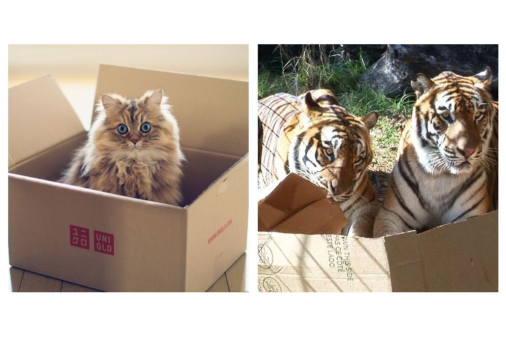 8 Ways Your Cat is Actually a Tiger