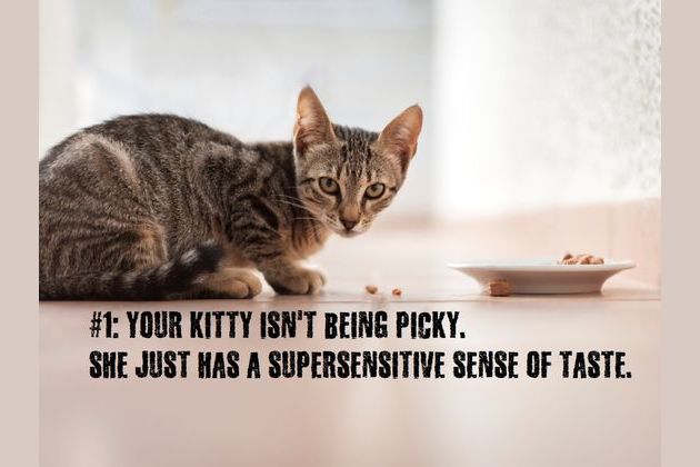 Why Is Your Cat A Picky Eater
