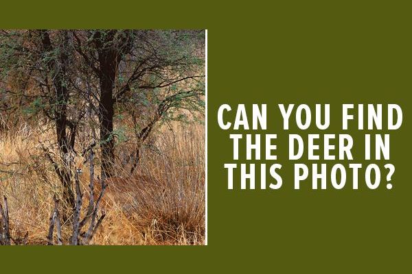 Can you find the Deer in this photo?