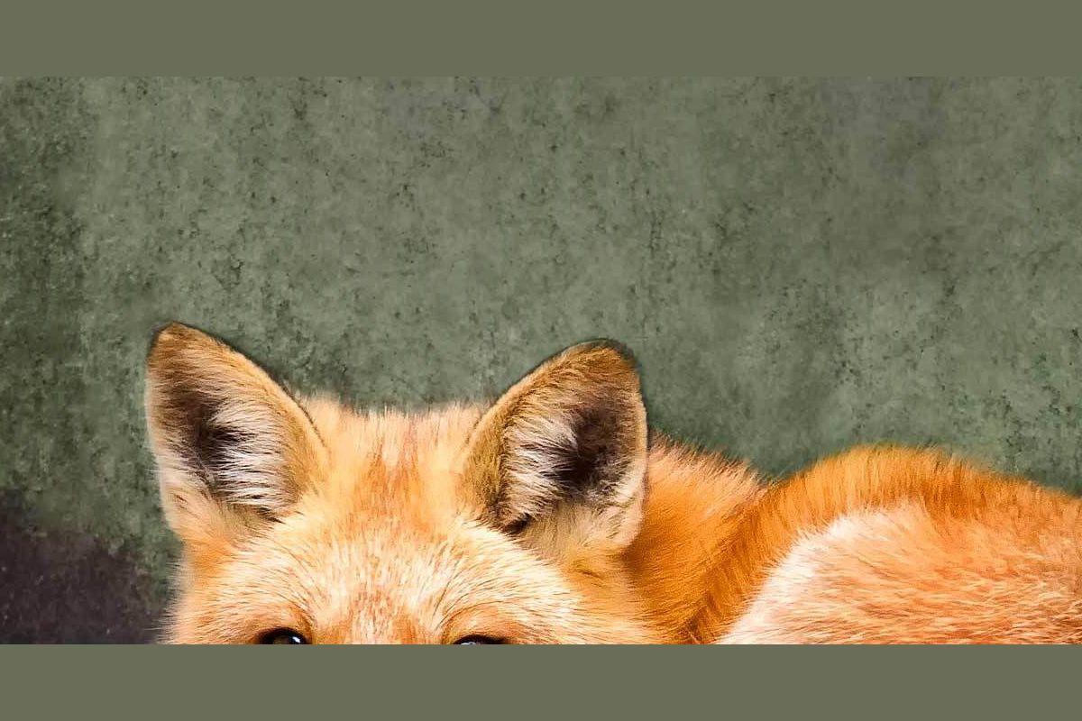 what-type-of-fox-are-you