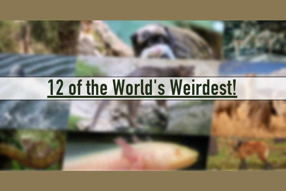 List 12 Weird Animals You Didn T Even Know Existed List 12 Weird Animals You Didn T Even Know Existed