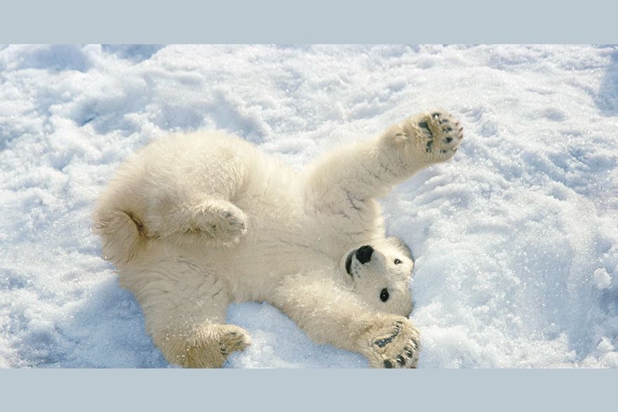 Its International Polar Bear Cub Day So Here Are Some Adorable Polar