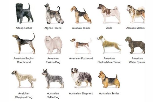 how to figure out what dog breed is for you