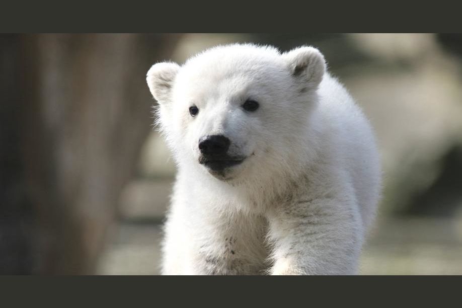 Knut, der kleine Eisbär