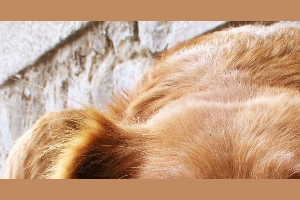 How Well Do You Know Dog Breeds?