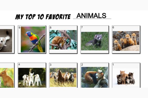What Is Your Favorite Animal?