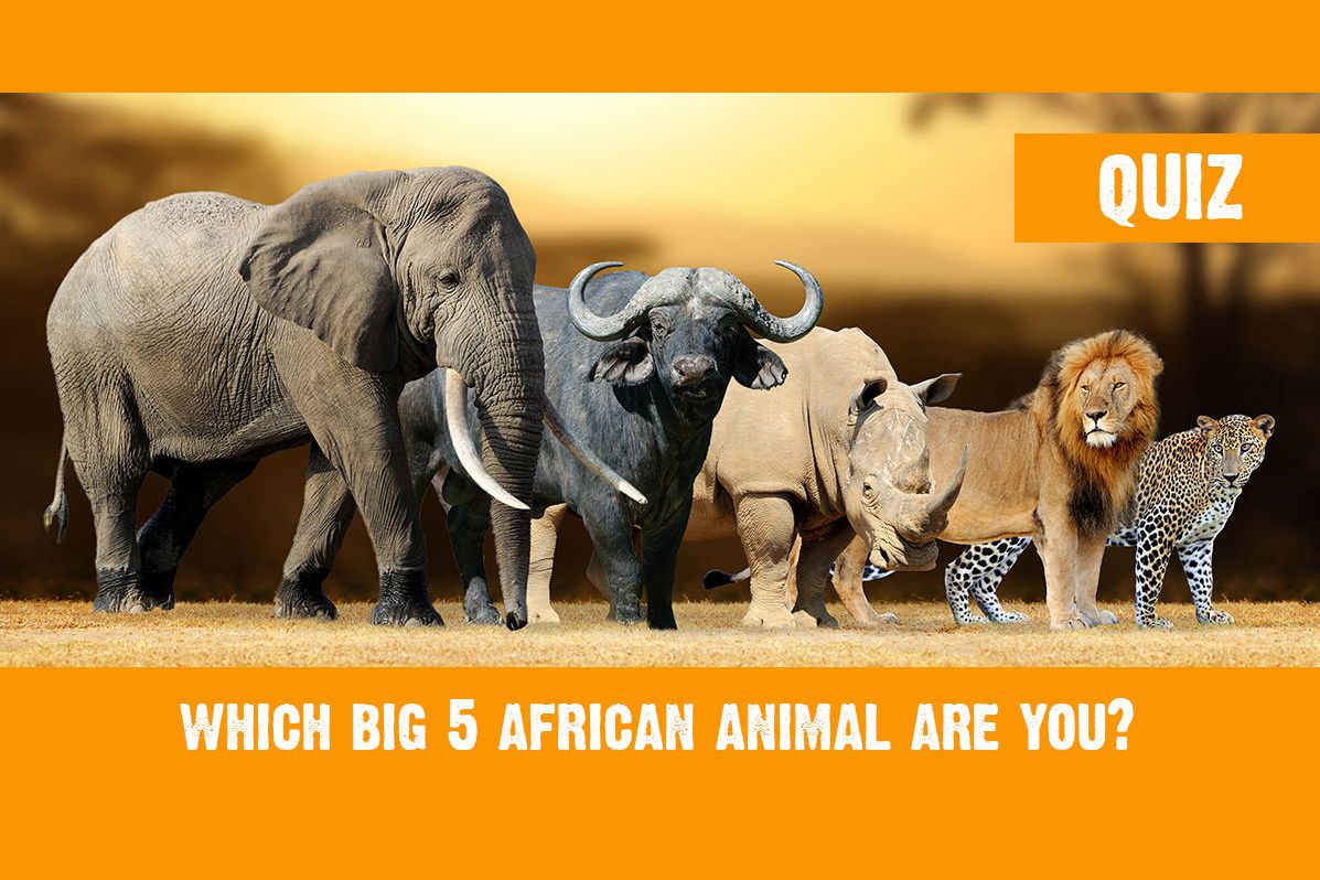 Which Big Five African Animal Are You?