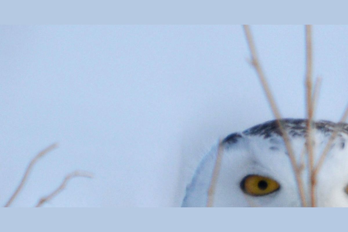 guess-that-snowy-owl-fact