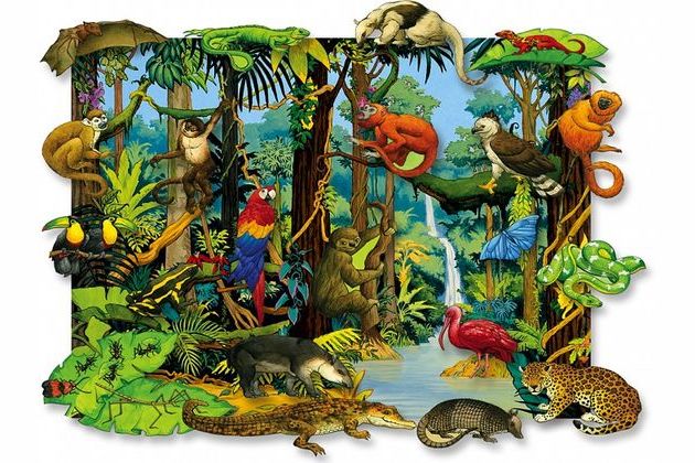 What Rainforest Animal Are You?