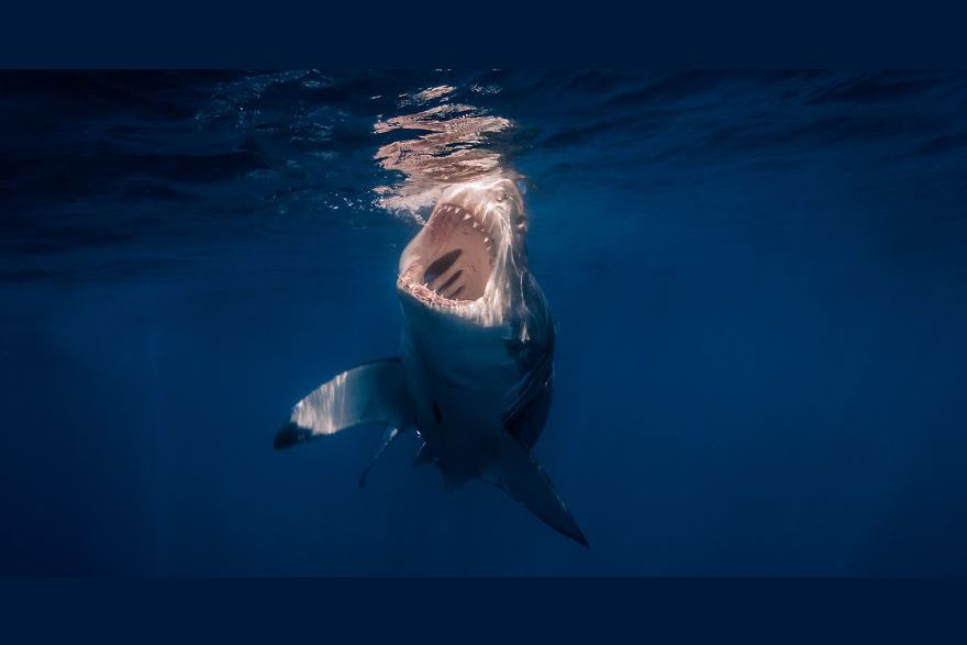 Someone Took Pictures Of Great White Sharks To Try And Prove That Their ...