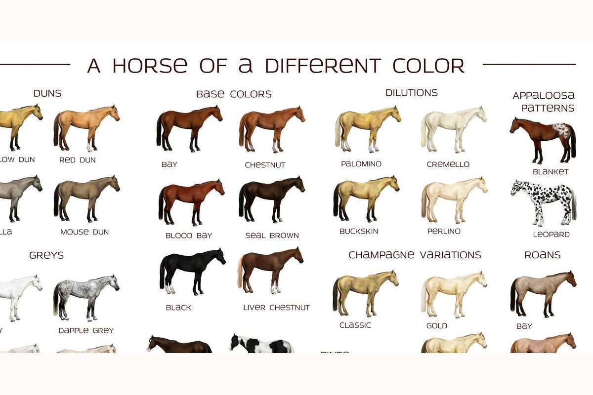 What Is Your Coat Colour?