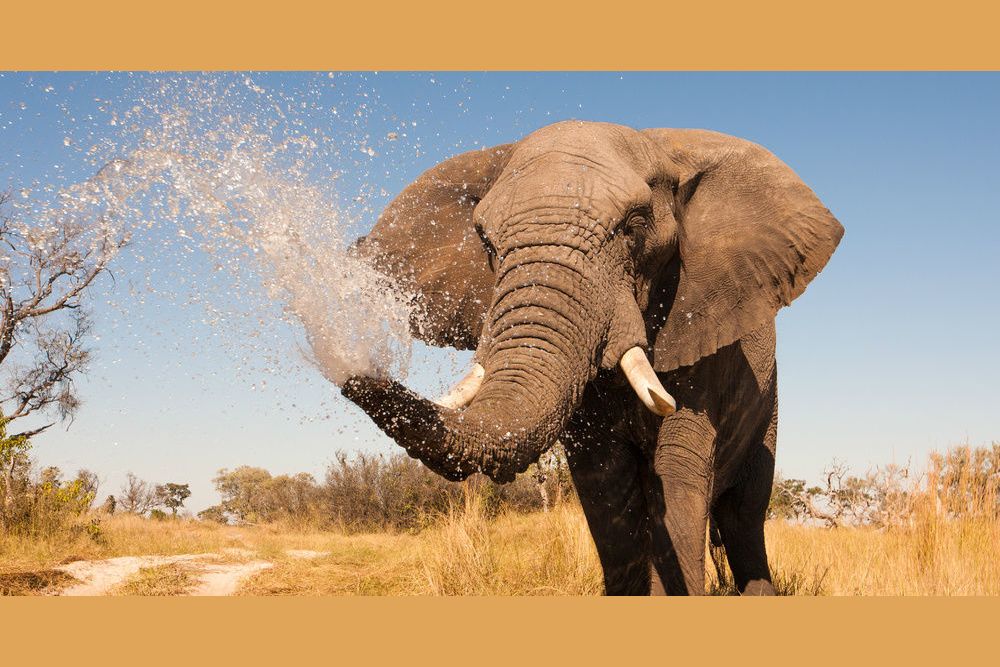 How Much Do You Know About African Elephants?