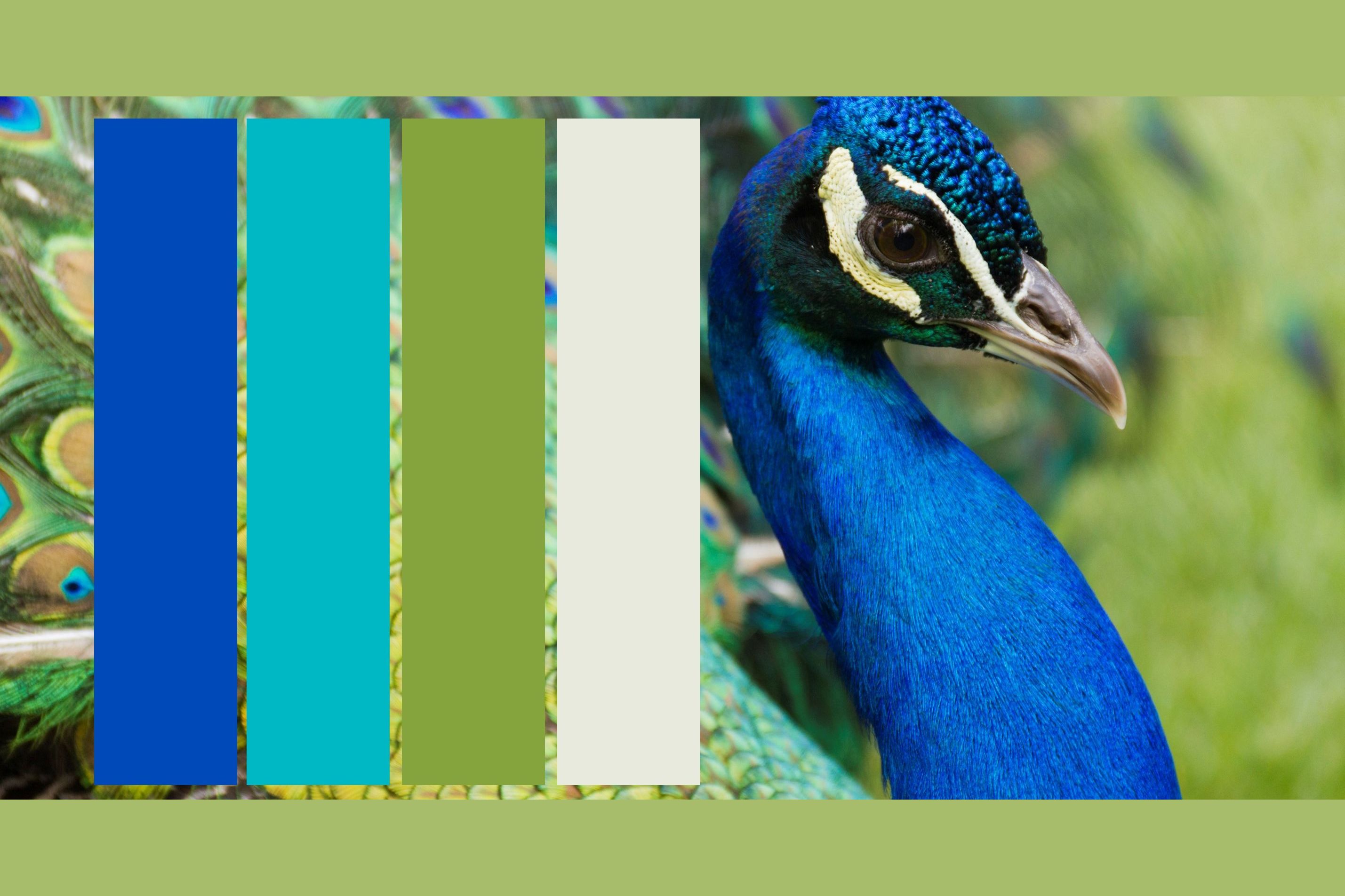 More animal colors
