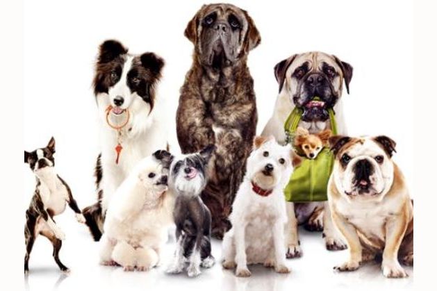 What dog am i playbuzz sales