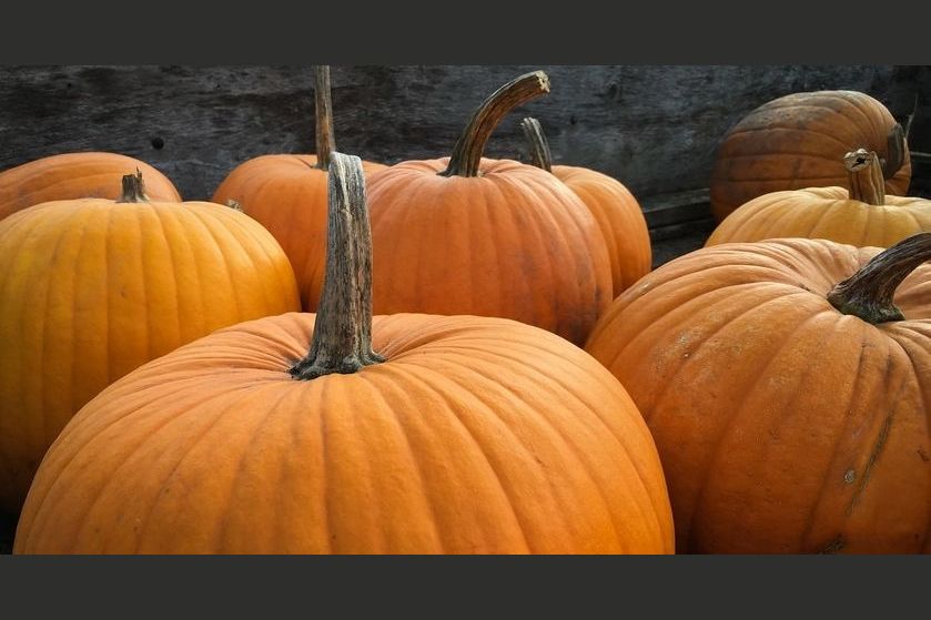 It's National Pumpkin Day! What's Your Favorite Pumpkin Thing?