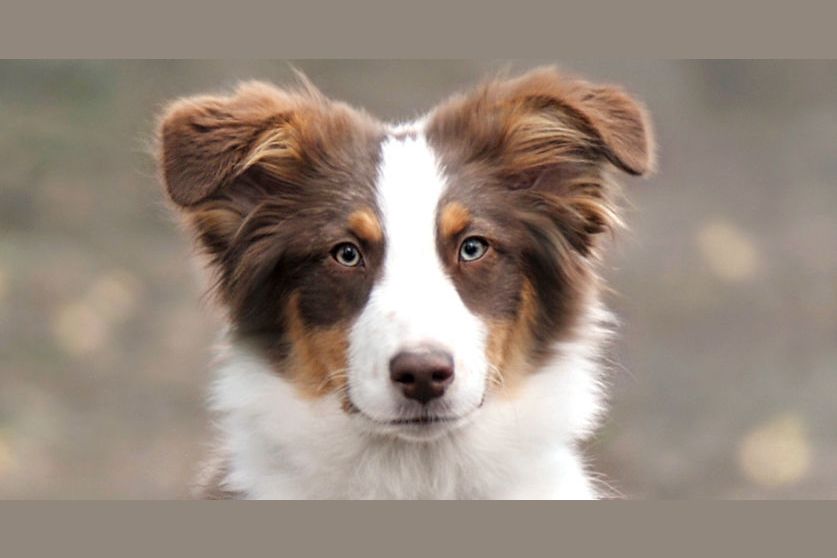 what-dog-breed-best-fits-your-personality