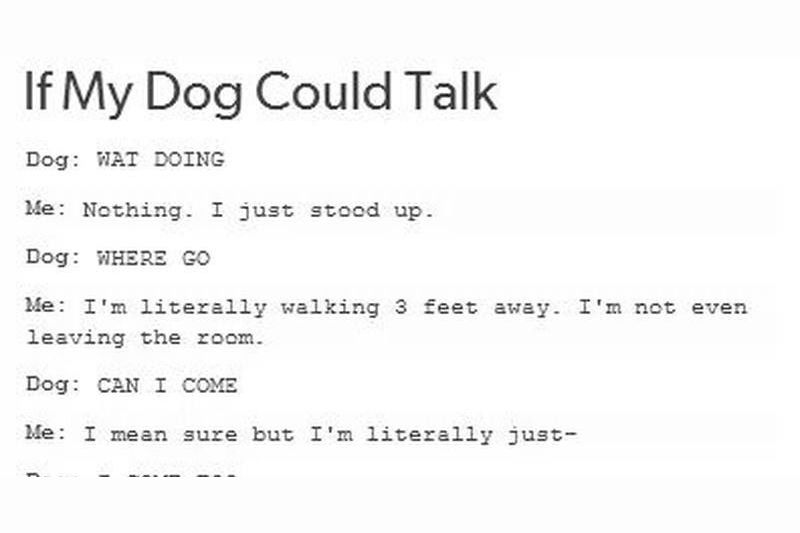 If My Dog Could Talk