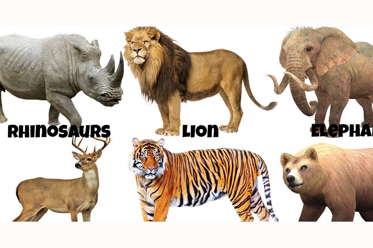 Wild animals тема. Дикие животные на англ. Дикие животные картинки для детей. Виды животных на английском. Дикие животные на англ для детей.
