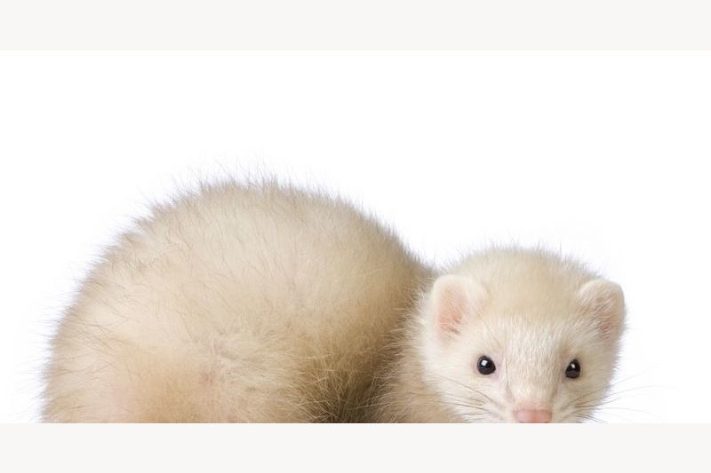 What's The Best Small Animal?