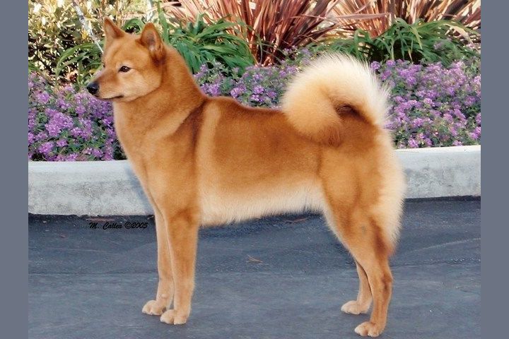 すべての犬種を当てられるか