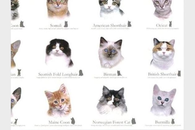 My cat breed online
