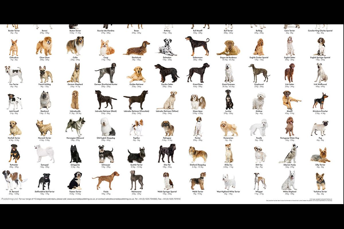 Which dog breed are you?