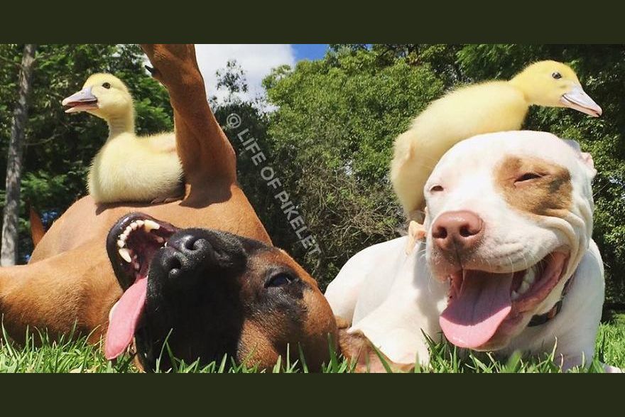 Duck and dog. Дружба домашних животных фото. Уточка лалафан собачка. Собака дружит с щенком. Собачки и уточки лалафонфан.