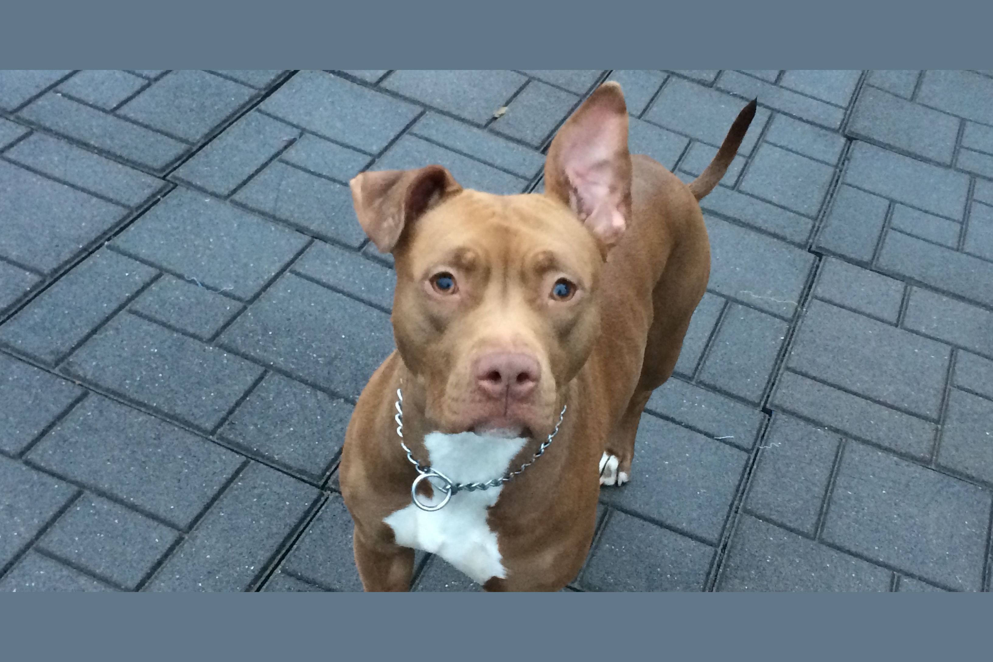 how-much-do-you-know-about-pit-bulls