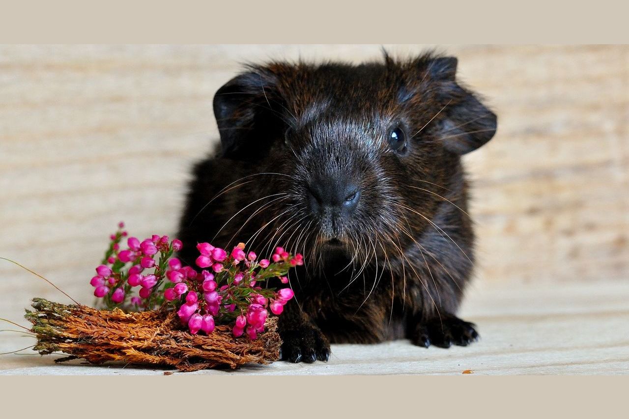 The Cleanest Pets to Have Home