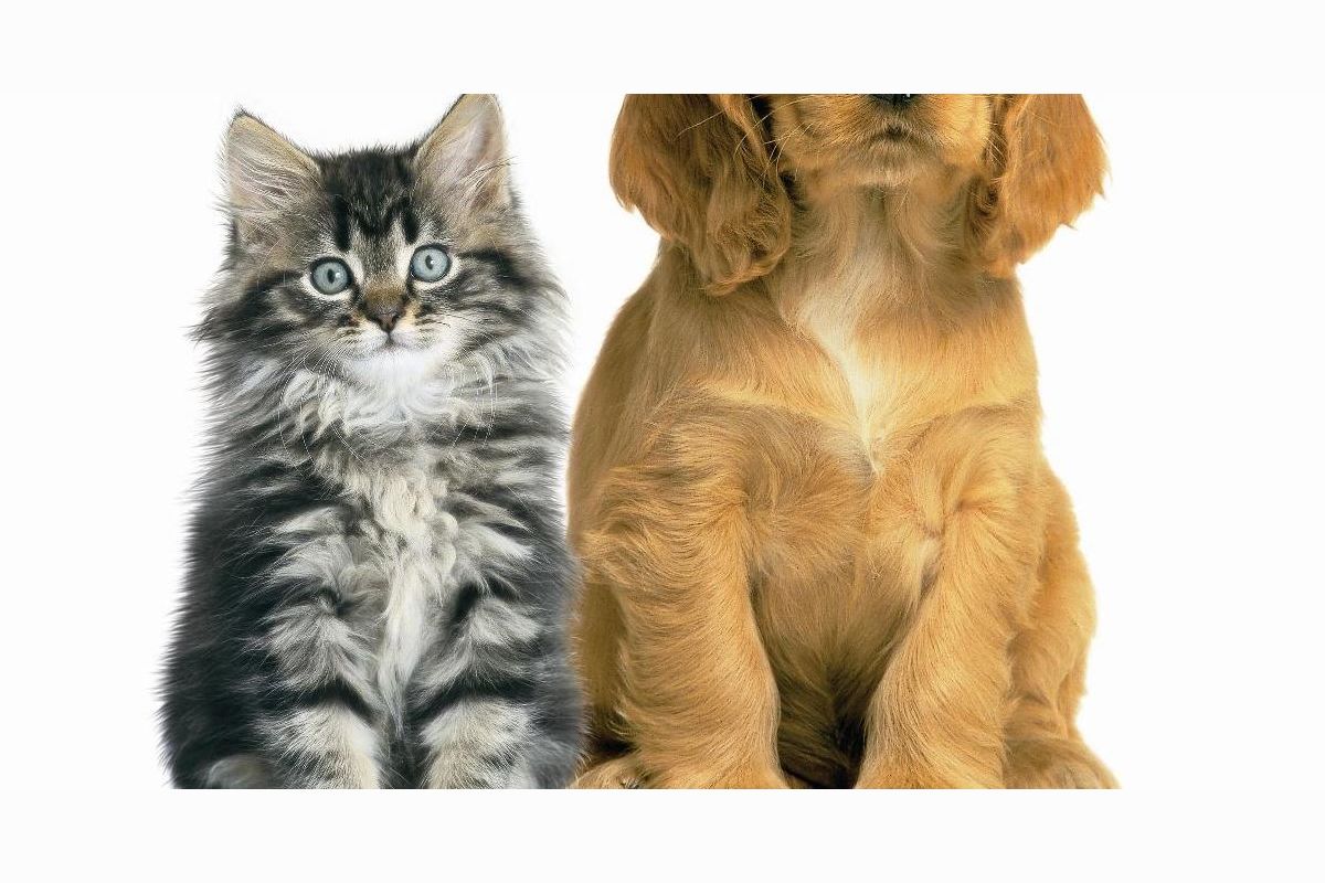 What type of pet should you get?