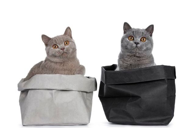 What Kind Of Cat Breed Are You