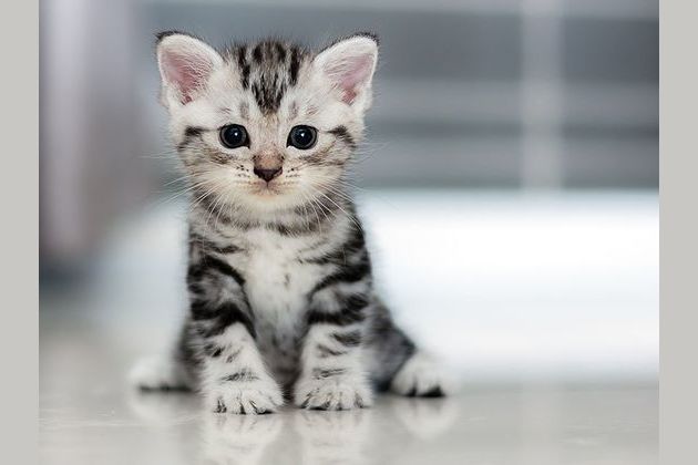 Warrior Cat Trivia Some Spoilers