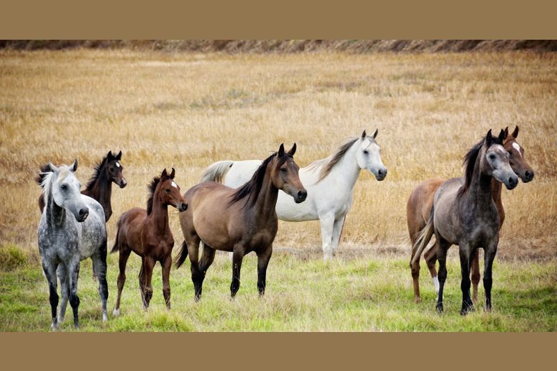 What is your horse personality