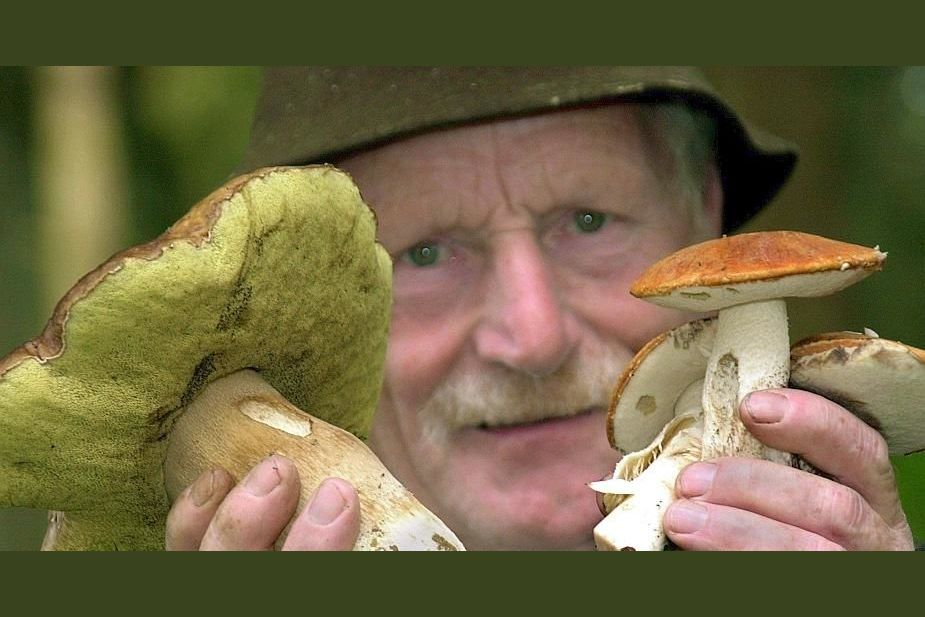 Was wissen Sie über Pilze?