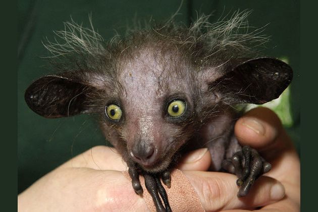 Quel animal dans les cloisons ?