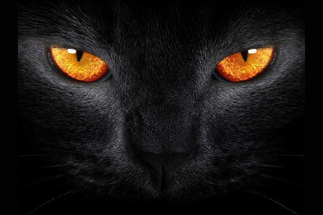 What Thunderclan Warrior Cat Are You