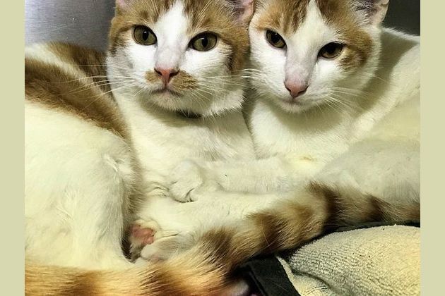 Cat rescue of marlborough and hudson sales