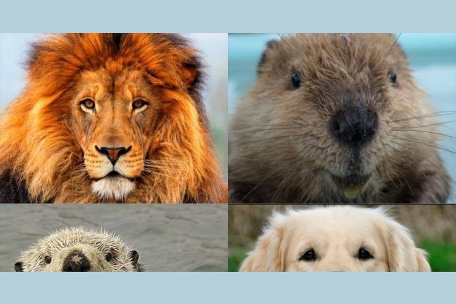 Test otter lion beaver personality Animal Personality