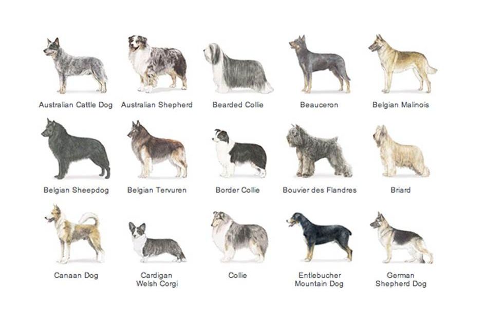 Different breeds hot sale of herding dogs