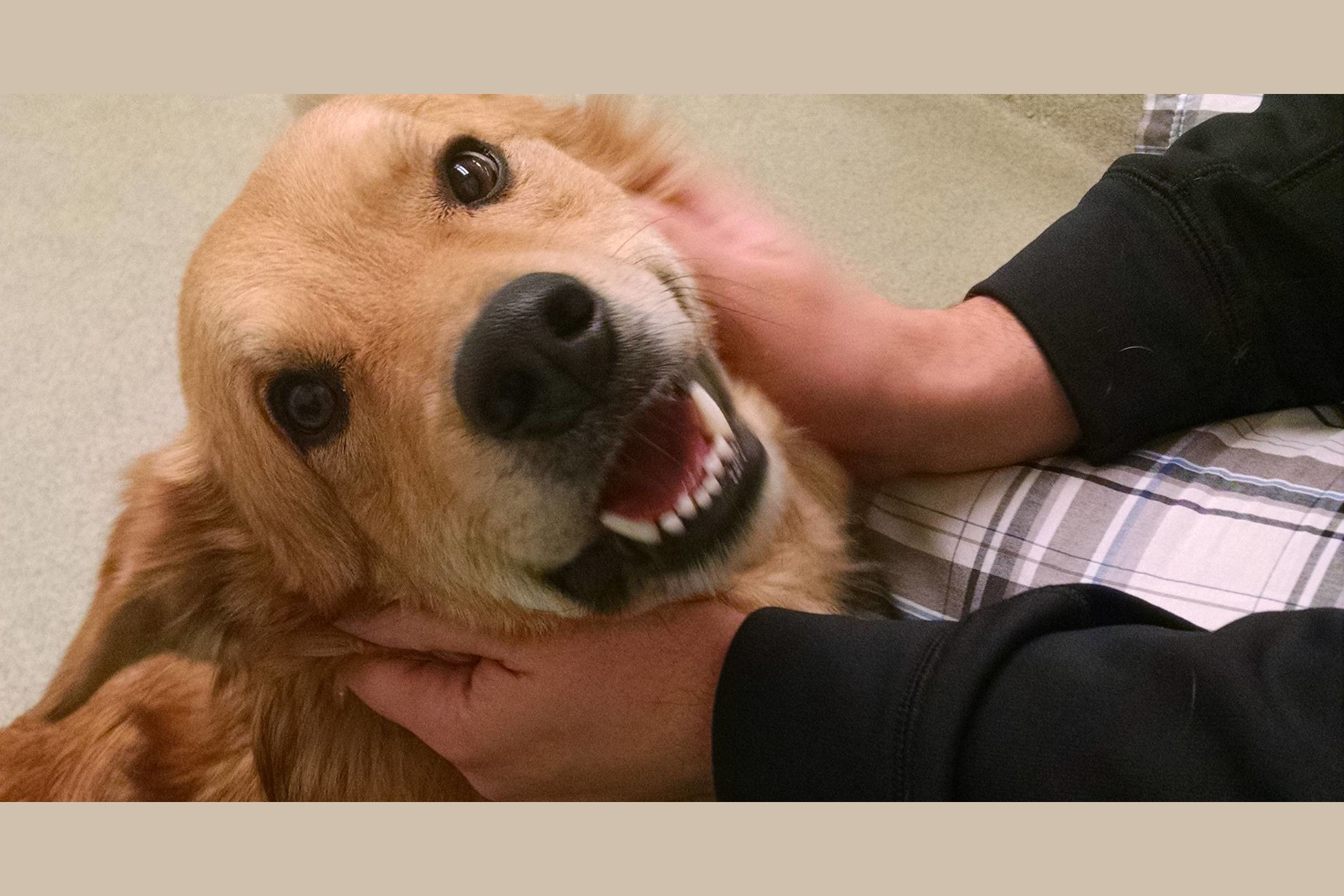 How Obsessed With Your Dog Are You?