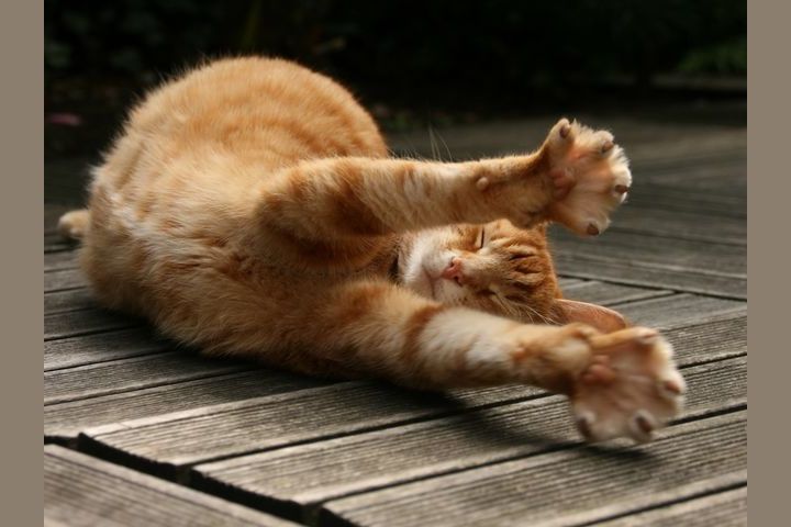 Which Cat Do You Look Like