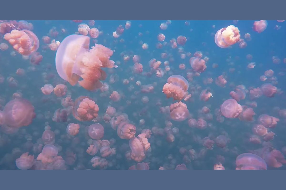 Breathtaking Look At How Jellyfish Live Underwater