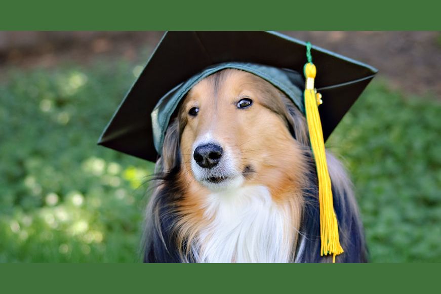 rank-the-top-10-smartest-dog-breeds