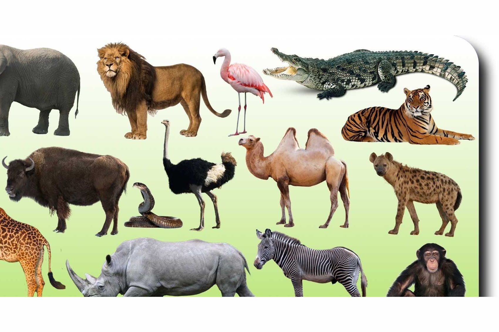 What Animals Are the Best At