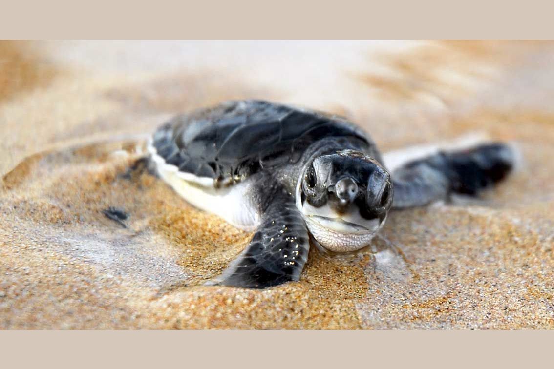 Ползут 3 черепахи. Косгода Шри Ланка черепахи. Маленькие Черепашки ползут к морю. Морские черепахи на Кипре. Черная морская черепаха.