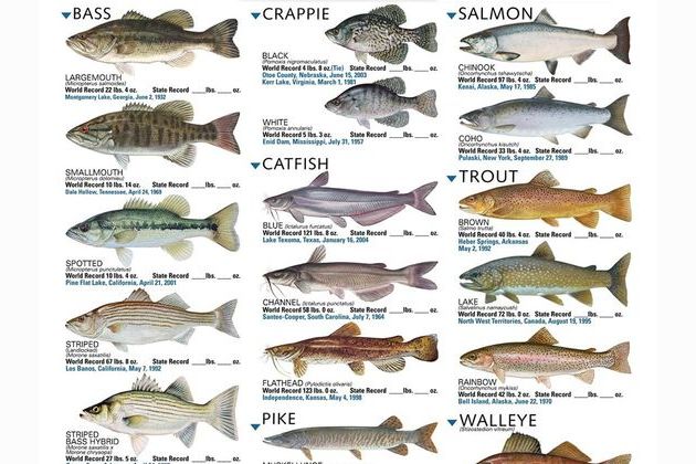 Type of freshwater sales fish