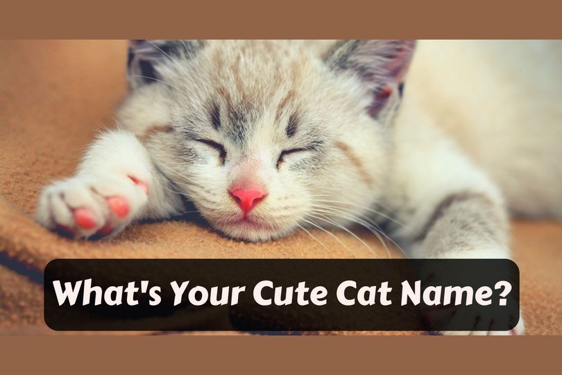 Is this your Cat? What _______ name?. These your cats