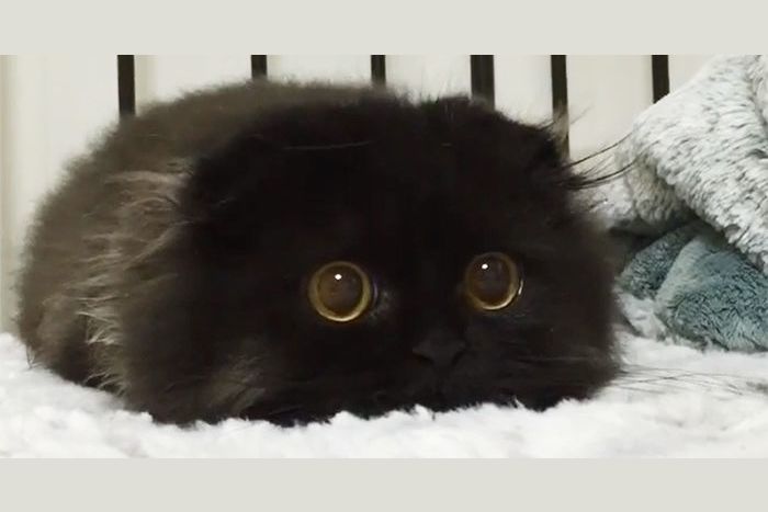 This Cat Is A Real Cat And Not A Meme Come To Life-Or Is It?
