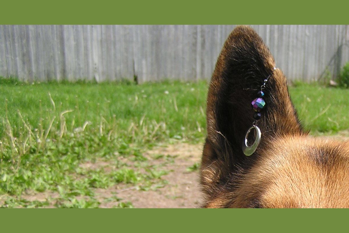 Which Pet Shares Your Personality??