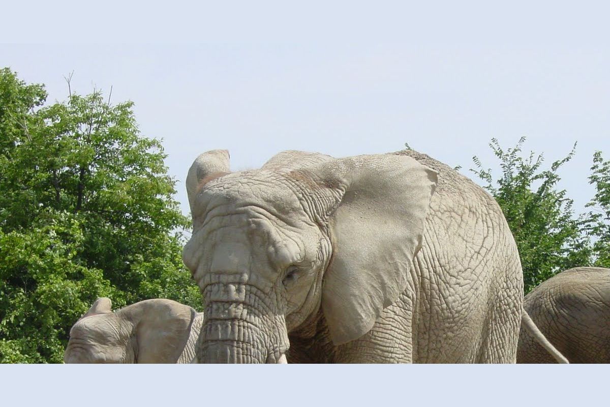 What Should Have Been Done About the Toronto Zoo Elephants